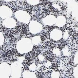 Immunohistochemistry (Formalin/PFA-fixed paraffin-embedded sections) - Anti-ZNF589 antibody (AB121173)