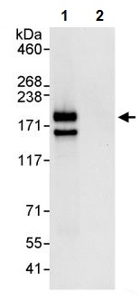 Immunoprecipitation - Anti-ZNF592 antibody (AB240699), expandable thumbnail