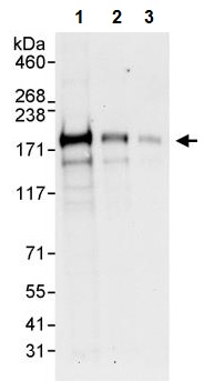 Western blot - Anti-ZNF592 antibody (AB240699), expandable thumbnail