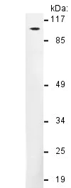 Western blot - Anti-ZNF598 antibody (AB135921)