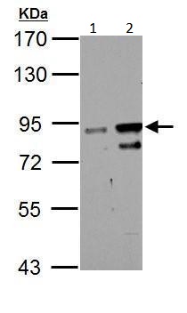 Western blot - Anti-ZNF598 antibody (AB229102), expandable thumbnail