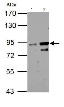 Western blot - Anti-ZNF598 antibody (AB229102)