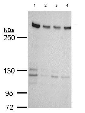 Western blot - Anti-ZNF638 antibody (AB183771), expandable thumbnail