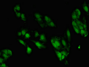 Immunocytochemistry/ Immunofluorescence - Anti-ZNF695 antibody (AB237811)