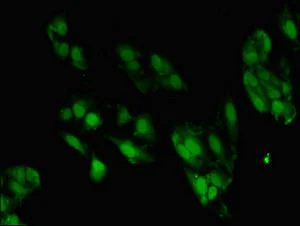 Immunocytochemistry/ Immunofluorescence - Anti-ZNF695 antibody (AB237811)