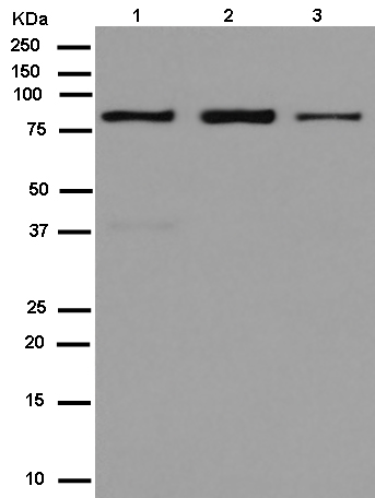 Western blot - Anti-ZNF699 antibody [EPR13383] (AB180491)