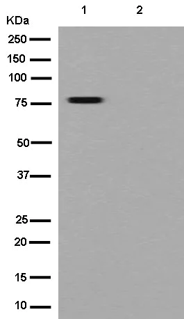 Western blot - Anti-ZNF699 antibody [EPR13383] (AB180491)