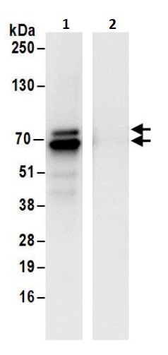 Immunoprecipitation - Anti-ZNF703 antibody (AB241069)