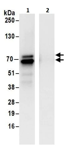 Immunoprecipitation - Anti-ZNF703 antibody (AB241069)
