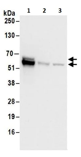 Western blot - Anti-ZNF703 antibody (AB241069)
