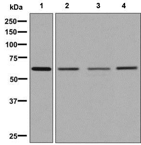 Western blot - Anti-ZNF703 antibody [EPR9050] (AB137054)