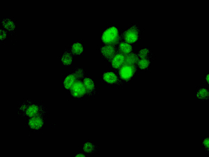 Immunocytochemistry/ Immunofluorescence - Anti-ZNF703 antibody [EPR9050] - BSA and Azide free (AB248790), expandable thumbnail