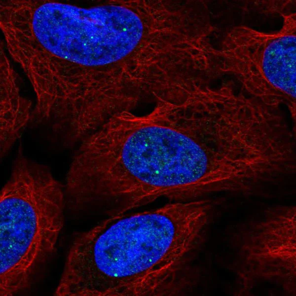 Immunocytochemistry/ Immunofluorescence - Anti-ZNF717 antibody (AB126486)