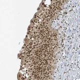 Immunohistochemistry (Formalin/PFA-fixed paraffin-embedded sections) - Anti-ZNF740 antibody (AB122290)