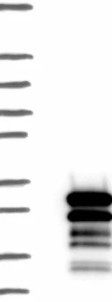 Western blot - Anti-ZNF740 antibody (AB122290)