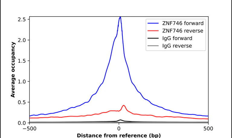 ChIP - Anti-ZNF746 Antibody (AB327201)