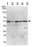 Western blot - Anti-ZNF787 antibody (AB117837)