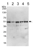 Western blot - Anti-ZNF787 antibody (AB117837)