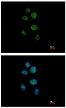 Immunocytochemistry/ Immunofluorescence - Anti-ZNF83 antibody - N-terminal (AB154640)