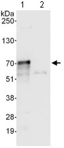 Immunoprecipitation - Anti-ZNFN1A2/HELIOS antibody (AB129434)
