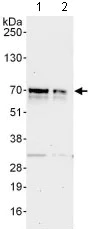 Western blot - Anti-ZNFN1A2/HELIOS antibody (AB129434)
