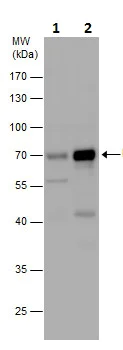 Western blot - Anti-ZNFN1A2/HELIOS antibody (AB227429)
