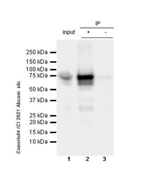Immunoprecipitation - Anti-ZNFN1A2/HELIOS antibody [EPR23200-40] (AB252411), expandable thumbnail