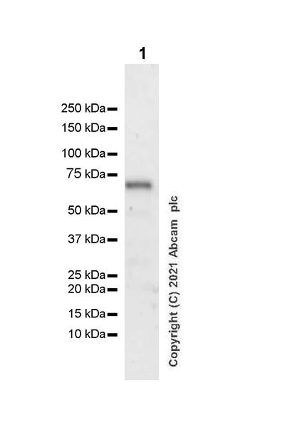 Western blot - Anti-ZNFN1A2/HELIOS antibody [EPR23200-40] - BSA and Azide free (AB288444)