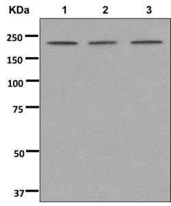 Western blot - Anti-ZNFX1 antibody [EPR12330] - BSA and Azide free (AB250095)