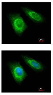 Immunocytochemistry/ Immunofluorescence - Anti-ZNHIT1 antibody (AB151248)