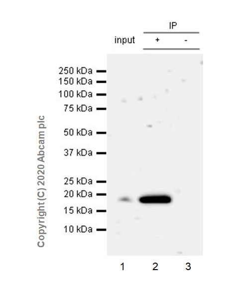 Immunoprecipitation - Anti-ZNHIT1 antibody [EPR20922-47] (AB238125), expandable thumbnail