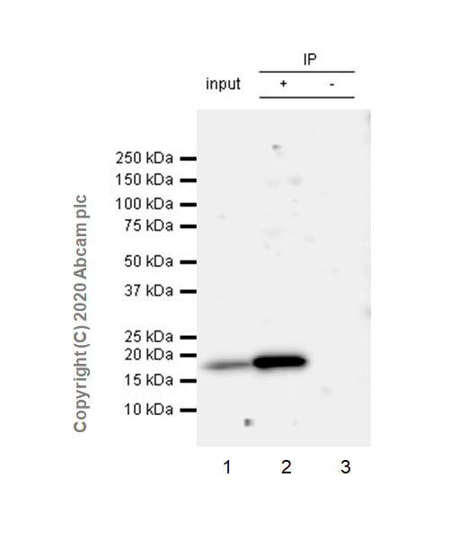 Immunoprecipitation - Anti-ZNHIT1 antibody [EPR20922-47] - BSA and Azide free (AB275036), expandable thumbnail