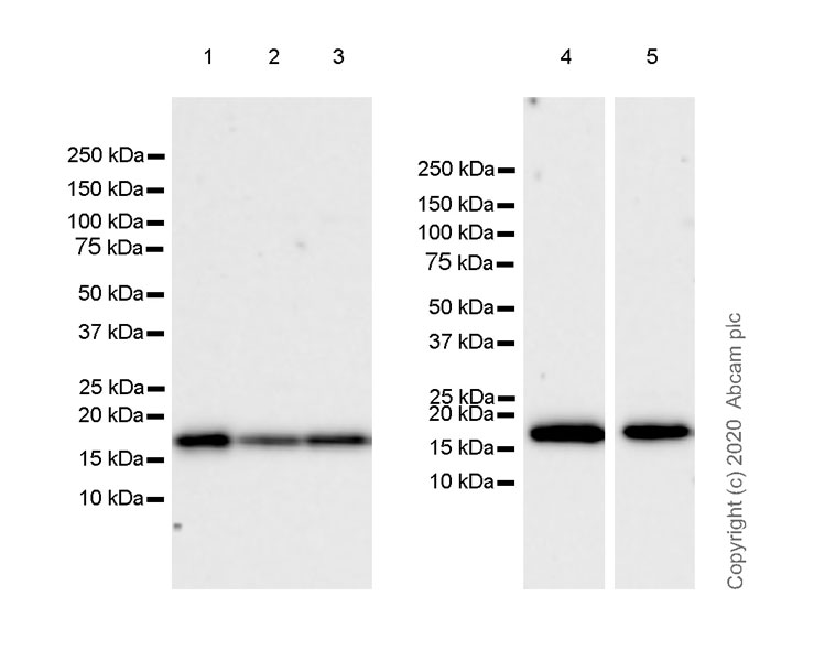 Western blot - Anti-ZNHIT1 antibody [EPR20922-47] - BSA and Azide free (AB275036), expandable thumbnail