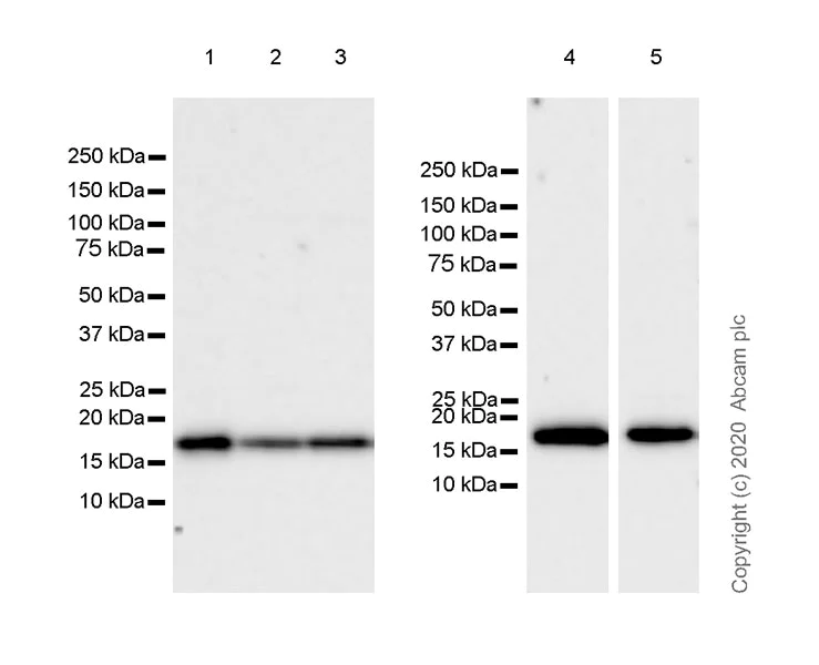 Western blot - Anti-ZNHIT1 antibody [EPR20922-47] - BSA and Azide free (AB275036)