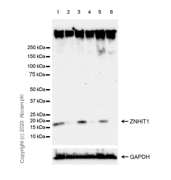 Western blot - Anti-ZNHIT1 antibody [EPR20922-47] - BSA and Azide free (AB275036), expandable thumbnail