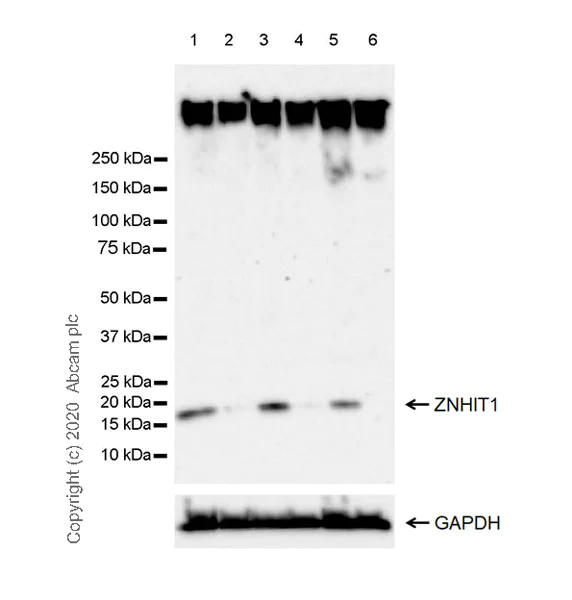 Western blot - Anti-ZNHIT1 antibody [EPR20922-47] - BSA and Azide free (AB275036)