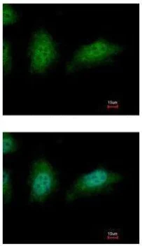 Immunocytochemistry/ Immunofluorescence - Anti-ZNHIT2 antibody (AB126133)