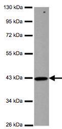 Western blot - Anti-ZNHIT2 antibody (AB126133), expandable thumbnail