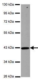 Western blot - Anti-ZNHIT2 antibody (AB126133)
