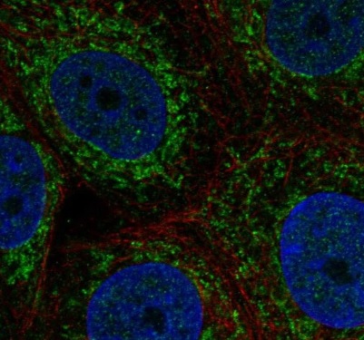 Immunocytochemistry/ Immunofluorescence - Anti-ZNHIT3 antibody (AB221042)