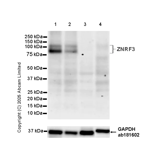 Western blot - Anti-ZNRF3 antibody [EPR29689-61] - BSA and Azide free (AB324228)