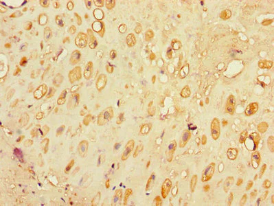 Immunohistochemistry (Formalin/PFA-fixed paraffin-embedded sections) - Anti-ZnT-7 antibody (AB223065)
