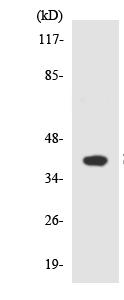 Western blot - Anti-ZnT-8 antibody (AB136990)