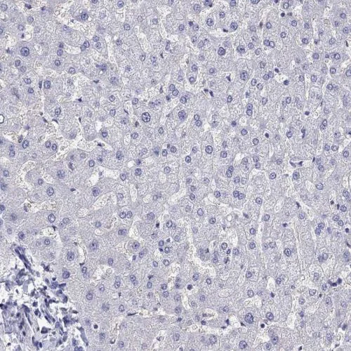 Immunohistochemistry (Formalin/PFA-fixed paraffin-embedded sections) - Anti-ZnT-8 antibody (AB244550)