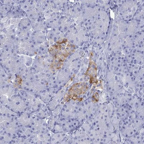 Immunohistochemistry (Formalin/PFA-fixed paraffin-embedded sections) - Anti-ZnT-8 antibody (AB244550)