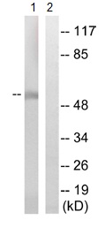 Western blot - Anti-ZnT1 antibody (AB110383)