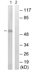 Western blot - Anti-ZnT1 antibody (AB110383)