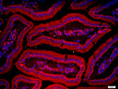 Immunohistochemistry (Formalin/PFA-fixed paraffin-embedded sections) - Anti-ZnT1 antibody (AB214356), expandable thumbnail