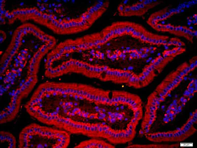 Immunohistochemistry (Formalin/PFA-fixed paraffin-embedded sections) - Anti-ZnT1 antibody (AB214356)