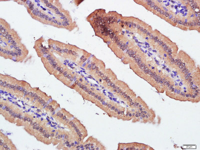 Immunohistochemistry (Formalin/PFA-fixed paraffin-embedded sections) - Anti-ZnT1 antibody (AB214356), expandable thumbnail
